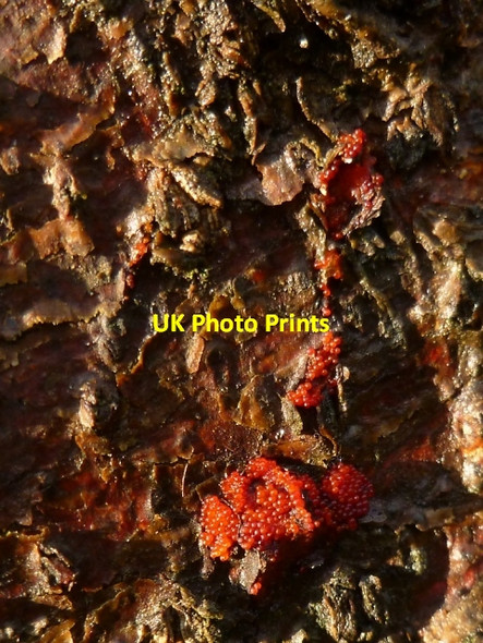 Photo 6"x4" A fungus on conifer wood Dumbarton c2012