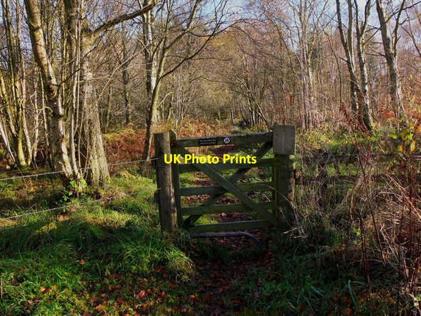 Photo 6"x4" Gate for Grouse Wood Jedburgh c2012