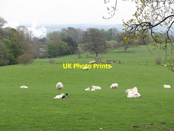Photo 6"x4" Parkland, Chirk Castle Bronygarth c2012