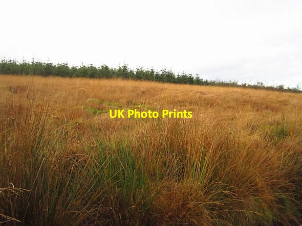 Photo 6"x4" Young woodland Clog Knowe c2012