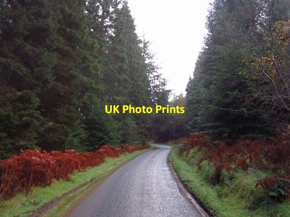 Photo 6"x4" Forest of Ae Ae c2012