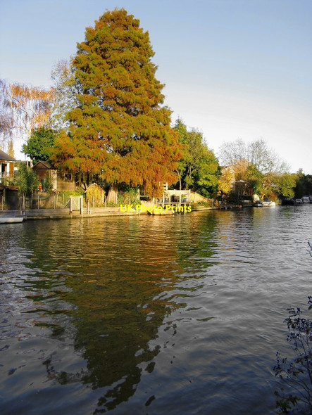 Photo 6"x4" An exotic conifer in November, Garrick's Eyot Teddington\/TQ1670 c2012