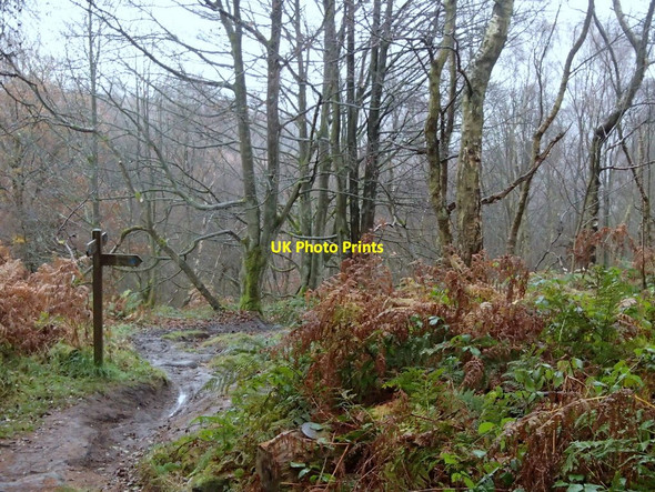 Photo 6"x4" Footpath in Blacka Plantation Brick Houses c2012