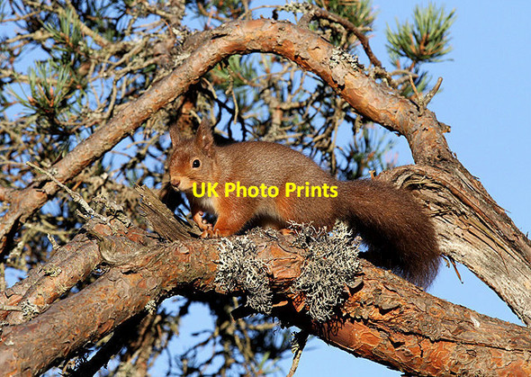 Photo 6"x4" A red squirrel at Loch Garten RSPB Reserve Tulloch\/NH9816 c2012