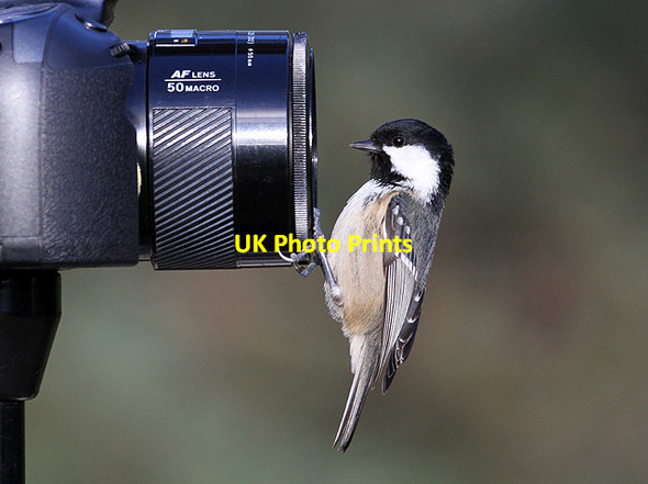 Photo 6"x4" An inquisitive coal tit at Loch Garten Reserve Tulloch\/NH9816 c2012