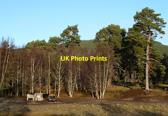 Photo 6"x4" Cattle at a feeding station Dalfaber c2012