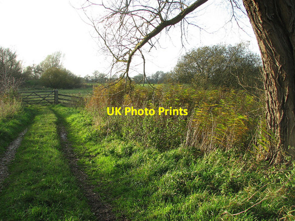 Photo 6"x4" Reeds beside farm track in marsh pastures, Beccles Beccles c2012