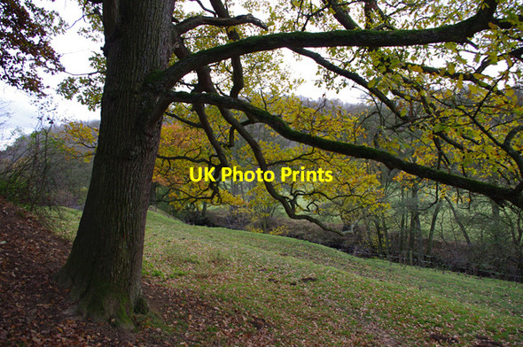 Photo 6"x4" Oak tree and the River Rye Rievaulx c2012