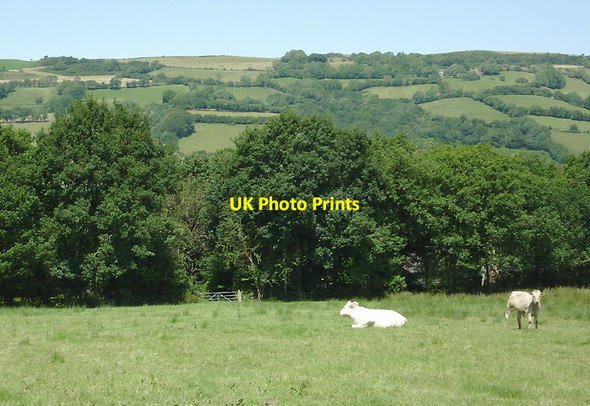 Photo 6"x4" Grazing north-east of Abermeurig, Ceredigion Bwlch-Llan c2012