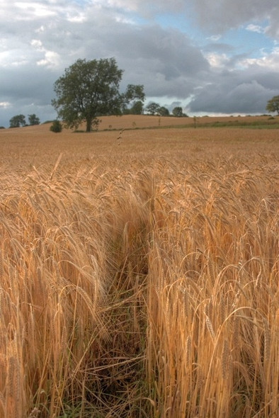 Photo 6"x4" Field Near Browson Bank Hutton Magna c2008