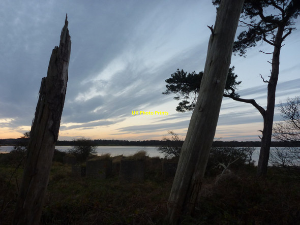 Photo 6"x4" Coastal East Lothian : Blocks and Pines at Hedderwick West Barns c2012