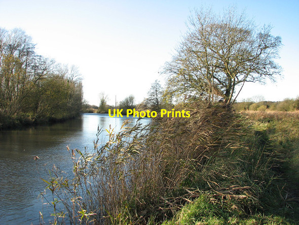 Photo 6"x4" Reeds and bare trees along the River Waveney Geldeston c2012