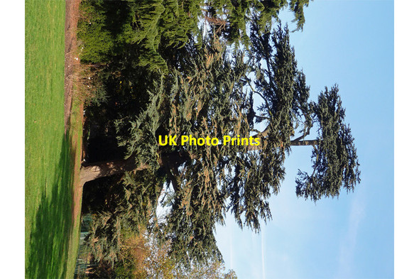 Photo 6"x4" Cedar, Norwood Grove Streatham c2012