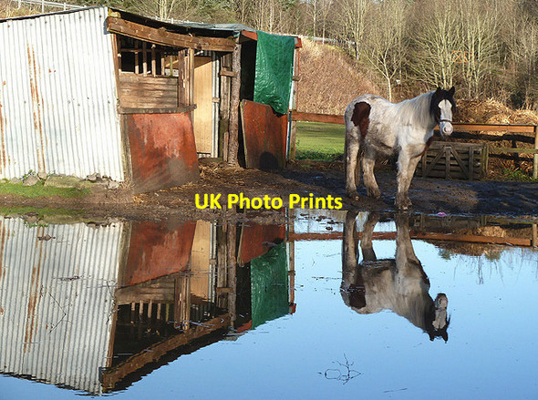 Photo 6"x4" A flooded horse field at Selkirk Selkirk c2012
