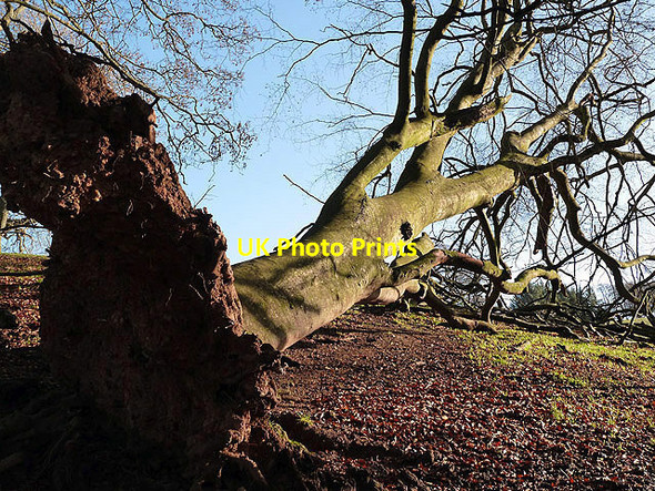 Photo 6"x4" An uprooted beech tree Selkirk c2012