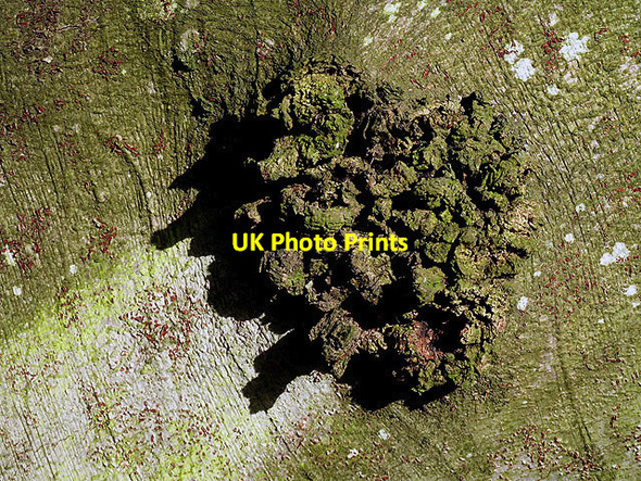 Photo 6"x4" A beech tree burr Selkirk c2012
