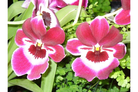 Photo 6"x4" Orchid in Bloom Wisley c2008