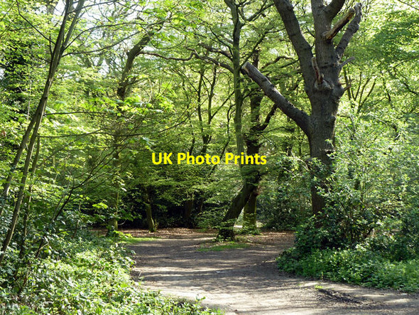 Photo 6"x4" Reservoir Wood Wanstead c2011