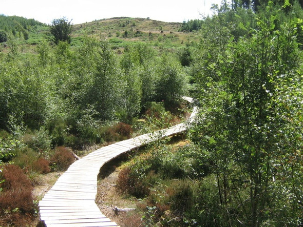 Photo 6"x4" Mabie Forest - Boardwalk Woodhead\/NX9171 c2008