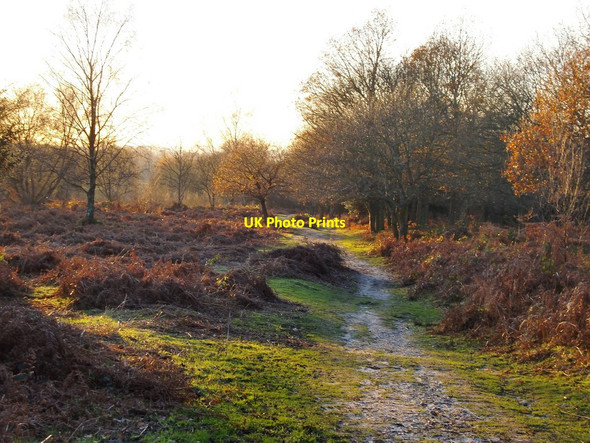 Photo 6"x4" Path on Headley Heath, late November Headley\/TQ2054 c2012