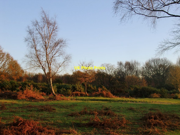 Photo 6"x4" Headley Heath in late November (2) Headley\/TQ2054 c2012