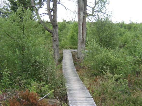 Photo 6"x4" Mabie Forest - The Elevator Woodhead\/NX9171 c2008