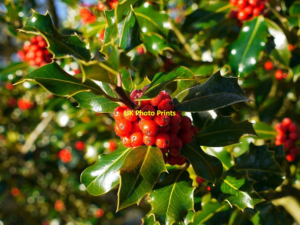 Photo 6"x4" Holly berries along track to Redlead Mill Dukesfield\/NY9457 c2012