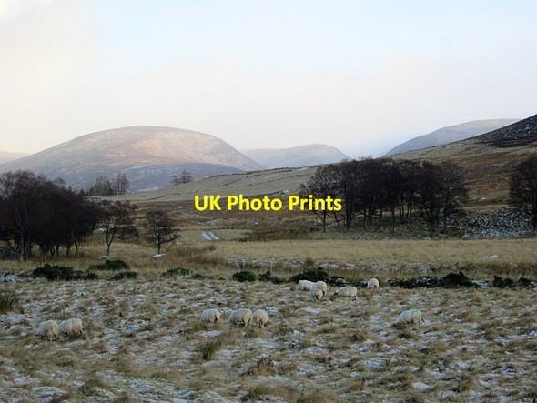 Photo 6"x4" Sheep in Glen Isla Delnamer c2012