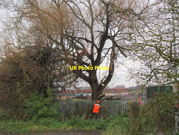 Photo 6"x4" Tree trimming on Poorhouse Lane, Hull Marfleet c2012