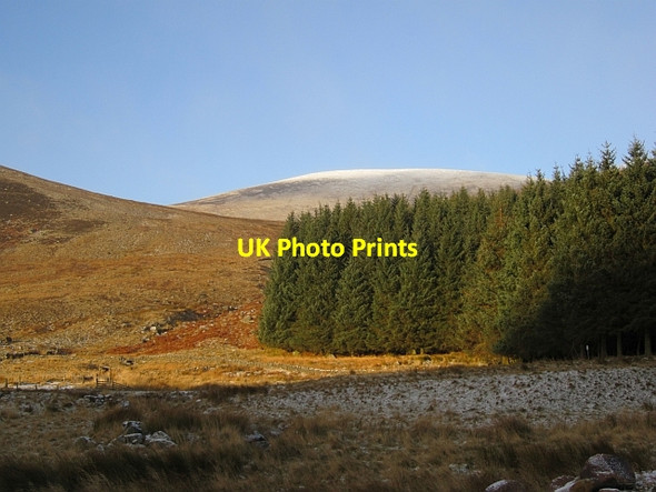 Photo 6"x4" Woodland, Glen Isla Dalhally c2012