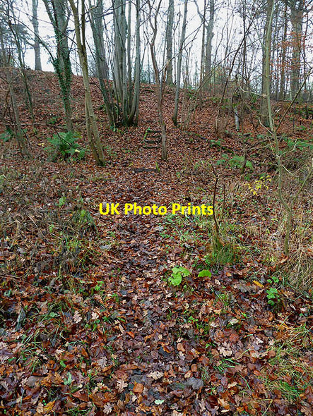 Photo 6"x4" Woodland at Ravenswood Haugh Newstead\/NT5634 c2012
