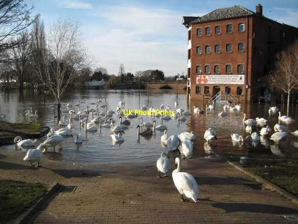 Photo 6"x4" Swans on the floodwater in Worcester Worcester c2012