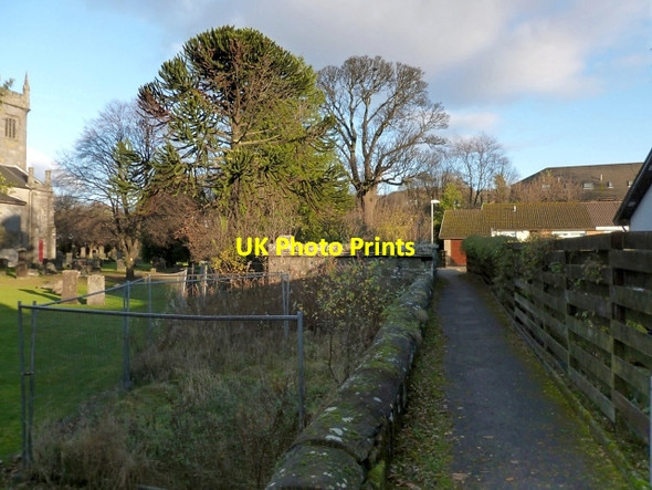 Photo 6"x4" Path at the Glebe Alexandria c2012