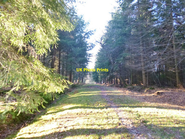 Photo 6"x4" Knightwood Inclosure, forestry track Bank\/SU2807 c2012