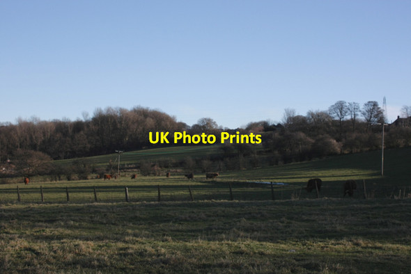 Photo 6"x4" Highland Cattle in Cleckheaton Cleckheaton c2012