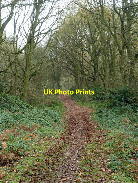 Photo 6"x4" Bridleway, Danbury Common Danbury Common c2012