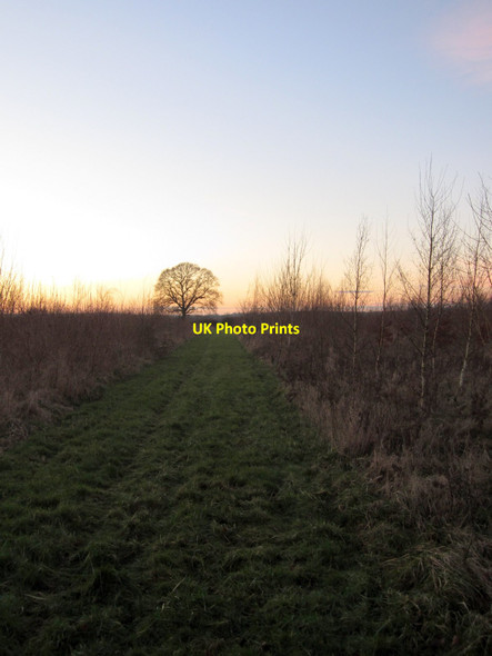 Photo 6"x4" Path through young woodland toward Clipstone Clipstone\/SP9426 c2012