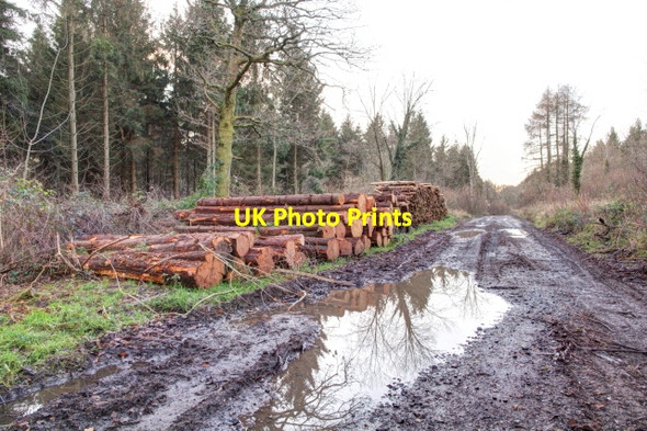 Photo 6"x4" Forestry track and timber pile Little Langford\/SU0436 c2012