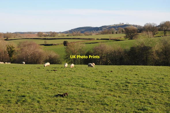 Photo 6"x4" Sheep in a field near Top Hill farm Cross Llyde c2012