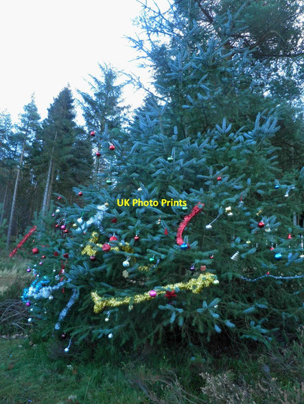 Photo 6"x4" The Memory tree 2012 Upper Midhope c2012