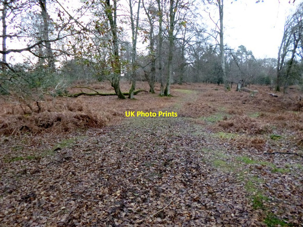 Photo 6"x4" Mark Ash Wood, track Bank\/SU2807 c2012