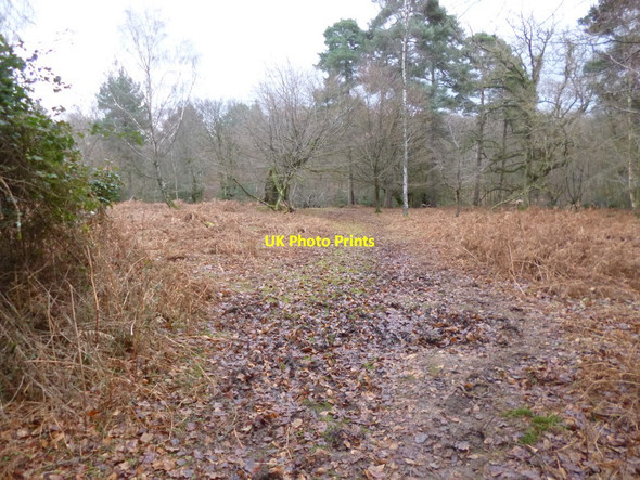 Photo 6"x4" Mark Ash Wood, track Bank\/SU2807 c2012