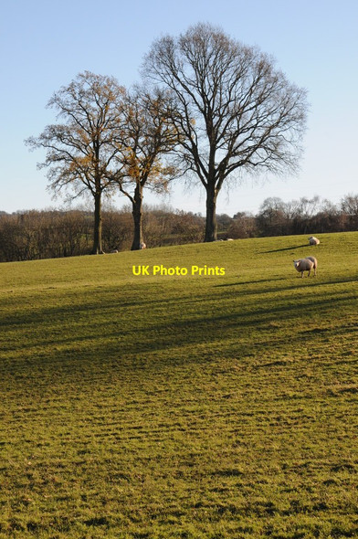 Photo 6"x4" Trees in a field Marlas\/SO4429 c2012