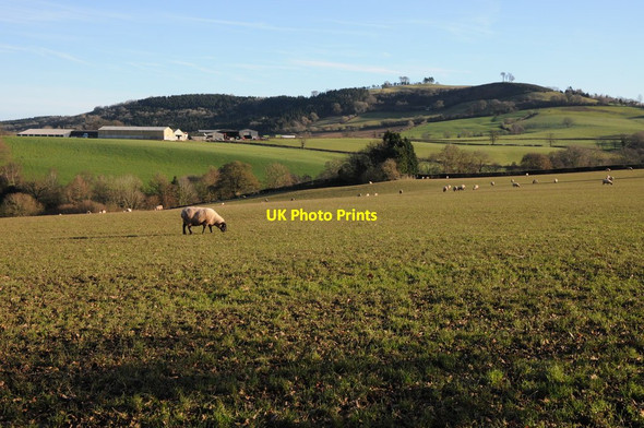 Photo 6"x4" Orcop Hill and Cole's Clump Marlas\/SO4429 c2012