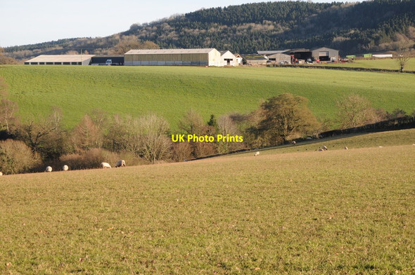 Photo 6"x4" Blackhouse Farm Marlas\/SO4429 c2012