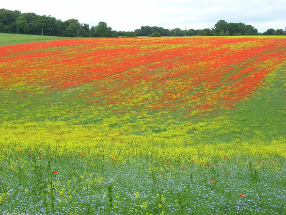 Photo 6"x4" Colourful farmland, Great Shefford Chaddleworth c2008