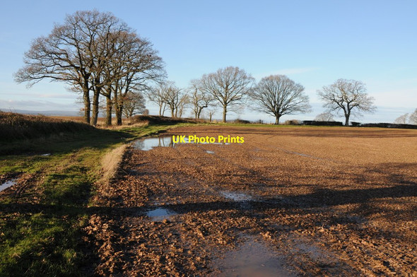 Photo 6"x4" Trees in a hedgerow Marlas\/SO4429 c2012