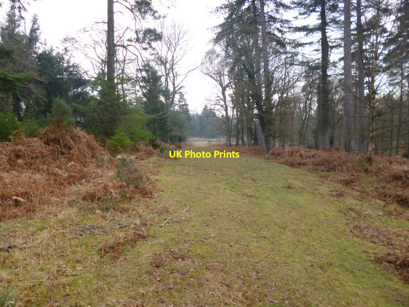 Photo 6"x4" Slufters Inclosure, forestry track Stoney Cross c2012