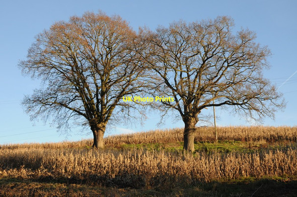 Photo 6"x4" Trees in a maize field Marlas\/SO4429 c2012