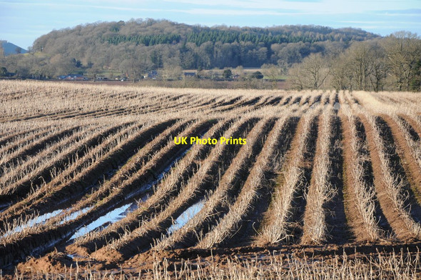 Photo 6"x4" Field of potatoes Kilpeck c2012